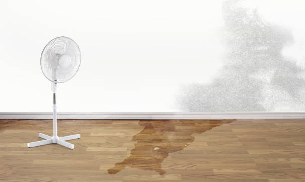 Best Mold removal after water damage  in New Egypt, NJ
