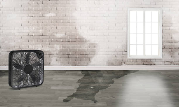 Best Water damage restoration near me  in New Egypt, NJ